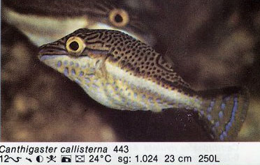 Canthigaster callisterna